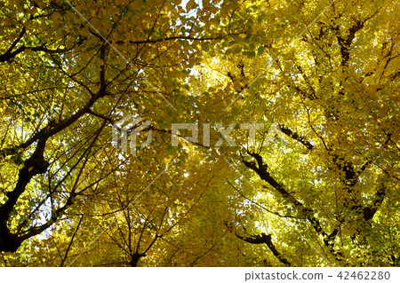 綠樹成蔭的樹木，神宮外苑景觀 42462280