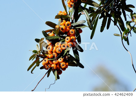 Mitaka Nakahara will become an orange piracanca (tachibana modoki) fruit 42462409