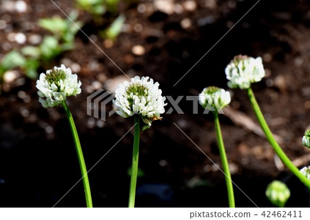 開花在三鷹中原(白色claughtus)的白三葉草。 開花在三鷹中原(白色claughtus)的白三葉草。 42462411