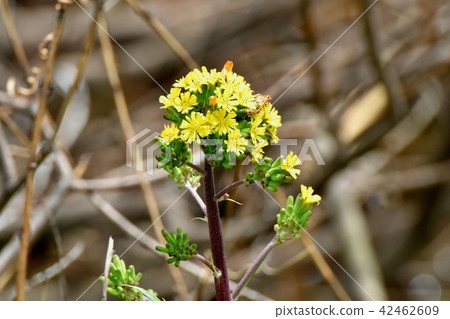 Onita Birakko盛開在三鷹森川走道上 42462609