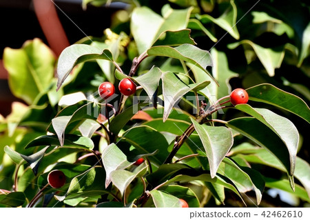 成為三鷹中原的紅色海藻果實 42462610