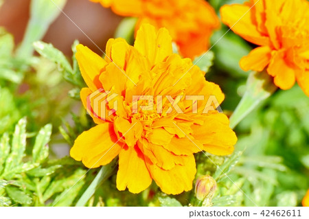 瑪麗金盛開在三鷹中原 42462611