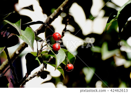 Red seaweed fruit that becomes Mitaka Nakahara Red seaweed fruit that becomes Mitaka Nakahara 42462613