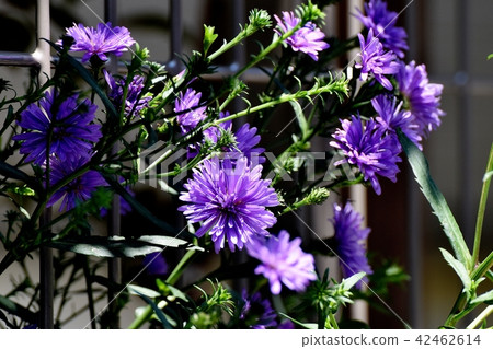 Purple root aster blooming in Mitaka Nakahara (Peacock Astor Peacock Chrysanthemum) 42462614