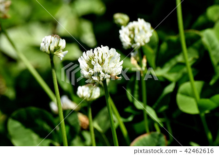 開花在三鷹中原（白色claughtus）的白三葉草。 42462616