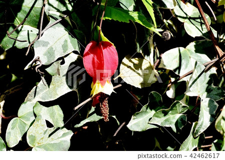 開花在三鷹中原的提洛爾燈 42462617