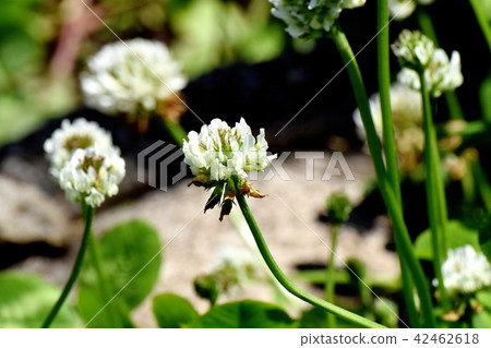 White clover blooming in Mitaka Nakahara (White clover) 42462618