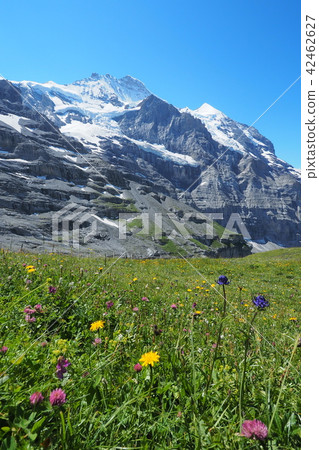 Jungfraujoch hiking Jungfraujoch hiking 42462627