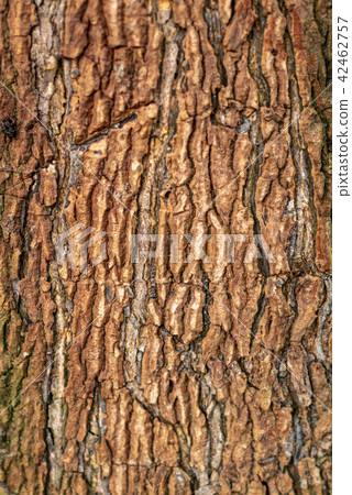 wood tree surface background blank for design wood tree surface background blank for design 42462757