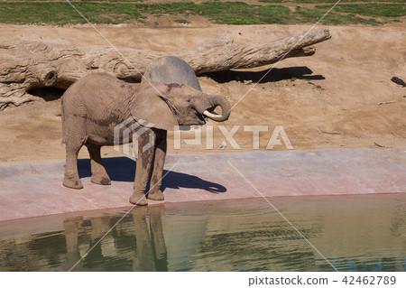 Elephant is drinking water at the watering hole 42462789