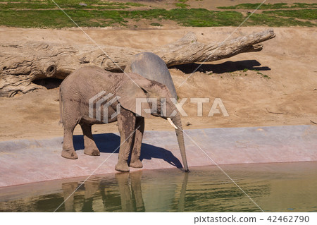 Elephant is drinking water at the watering hole Elephant is drinking water at the watering hole 42462790