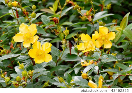 Quintessence of blooming in Mitaka Nakahara 42462835