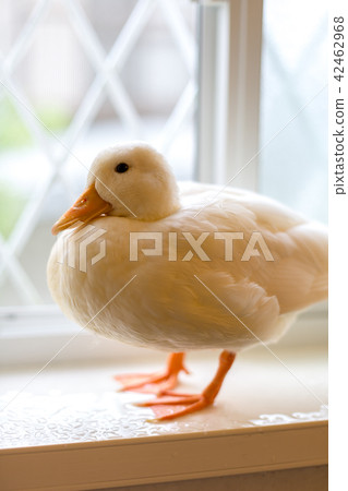 Cole Duck 42462968
