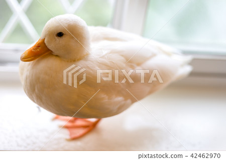 Cole Duck 42462970