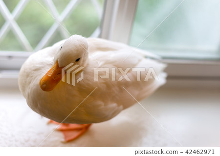 科爾鴨 42462971