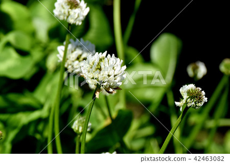 在三鷹中原（白三葉草）盛開的白三葉草 42463082