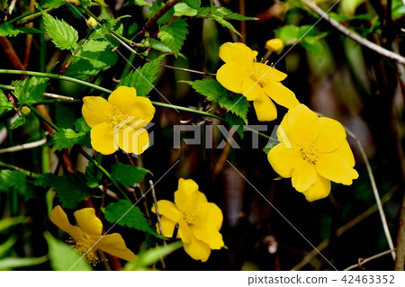 Yamaboki在Mitaka Senkawa長廊上綻放 Yamaboki在Mitaka Senkawa長廊上綻放 42463352