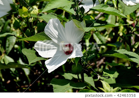 白色mugpy開花在三鷹中原 白色mugpy開花在三鷹中原 42463358