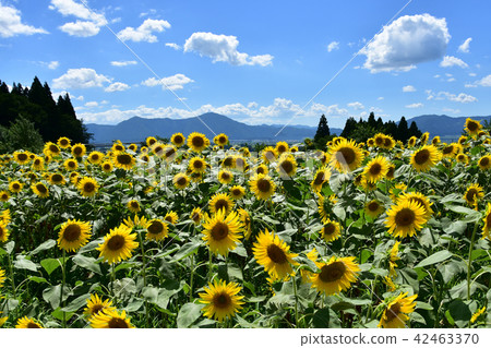 sunflower	 42463370