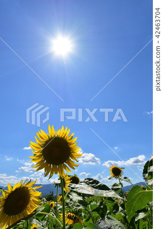 Sky blue sky Sky blue sky 42463704