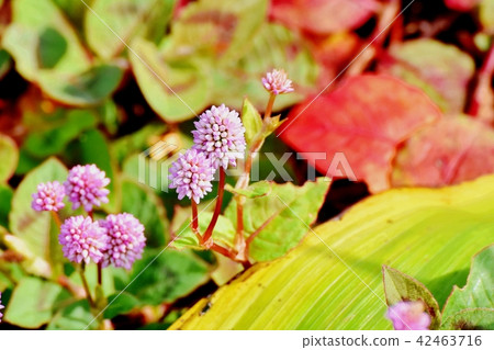 開花在三鷹中原的向日葵 開花在三鷹中原的向日葵 42463716