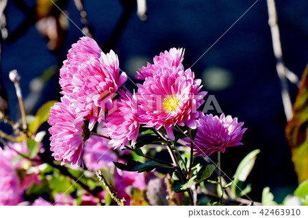 發光在三鷹中原的桃紅色浪花 42463910