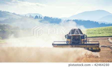 Combine harvester in work on wheat field 42464280