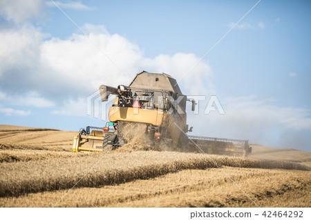 Combine harvester in work on wheat field 42464292