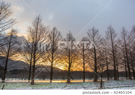 Winter Metasequoia Namiki Makino Plateau 42465104