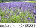 Lavender field 42465223