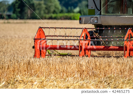 Combine harvester reaping wheat 42465275