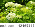 Annabel 42465345