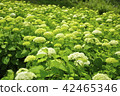 Annabel field 42465346