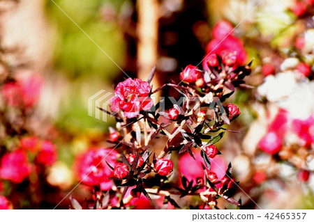 Goyaubai盛開在三鷹中原 42465357