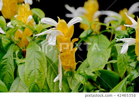 Pakistas盛開在三鷹中原 Pakistas盛開在三鷹中原 42465358