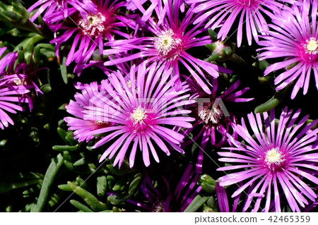 開花在三鷹中原的桃紅色菠蘿 42465359