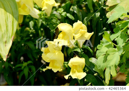 開花在三鷹中原的蘑菇 開花在三鷹中原的蘑菇 42465364