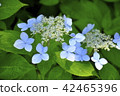 Flower hydrangea 42465396