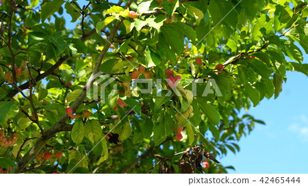 Kobushi麵條 42465444