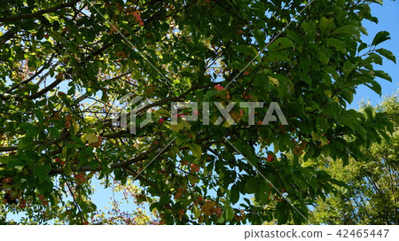 Kobushi noodles 42465447