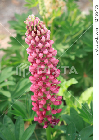 羽扇豆花 羽扇豆花 42465475