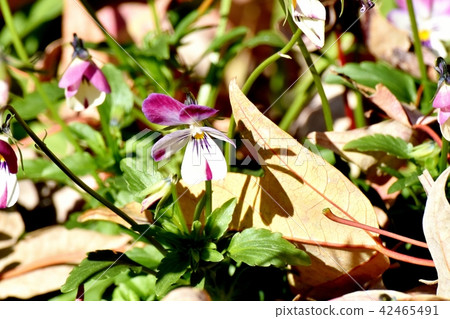 Purple and white violet blooming in Mitaka Nakahara 42465491