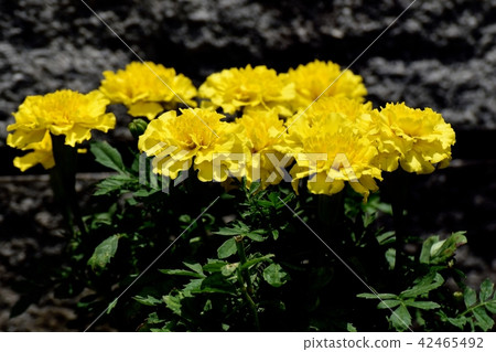 Mary gold blooming in Mitaka Nakahara 42465492