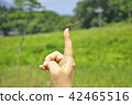 Dragonfly that caught my hand 42465516