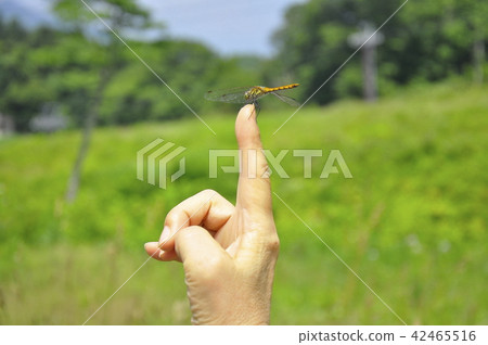 Dragonfly that caught my hand 42465516