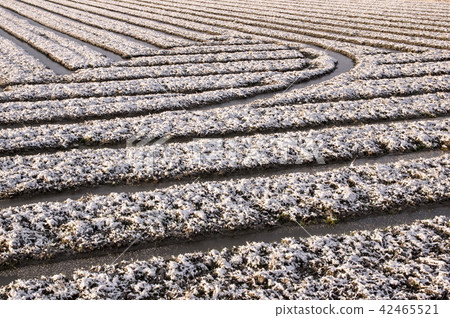 冰雪覆蓋的稻田 42465521