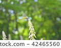 Dragonfly  42465560