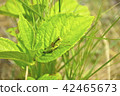 Locust  42465673