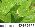 Grasshopper front 42465675