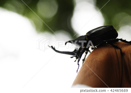 甲蟲昆蟲夏天圖像暑假生活生物自然昆蟲 42465689